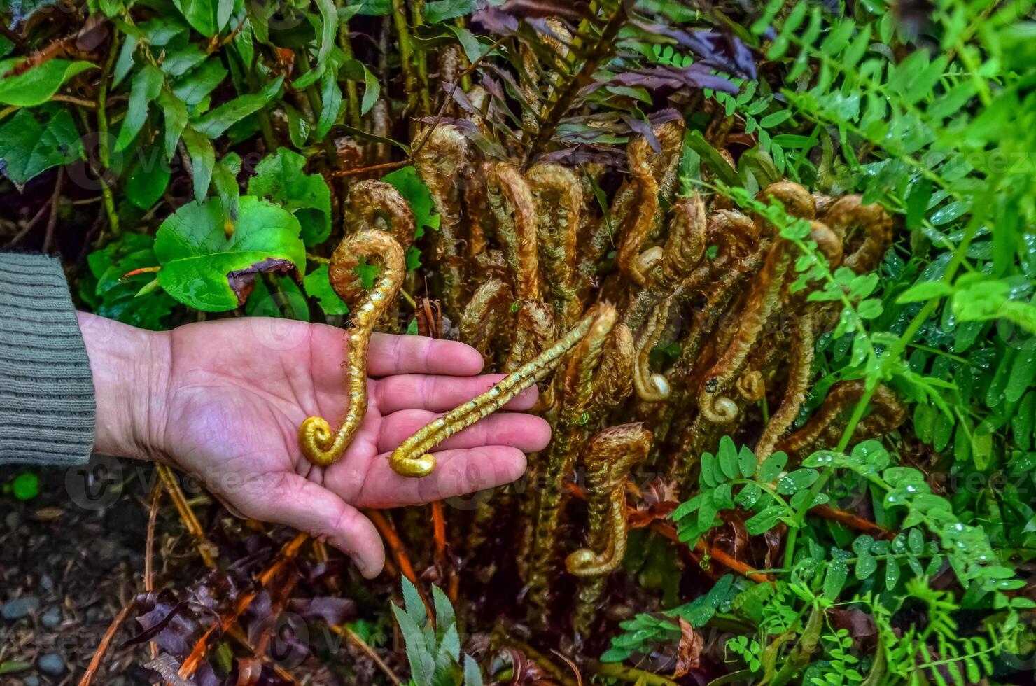 Young fern leaves in a forest by the Pacific Ocean in Olympic National Park, Washington photo