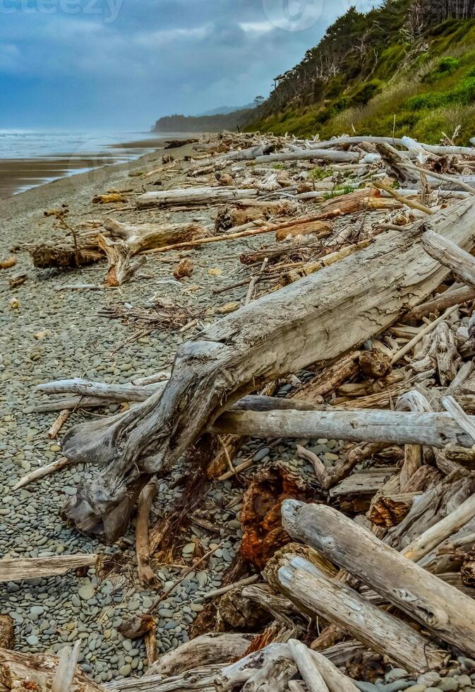 Trunks of fallen trees at low tide on the Pacific Ocean in Olympic, National Park, Washington photo