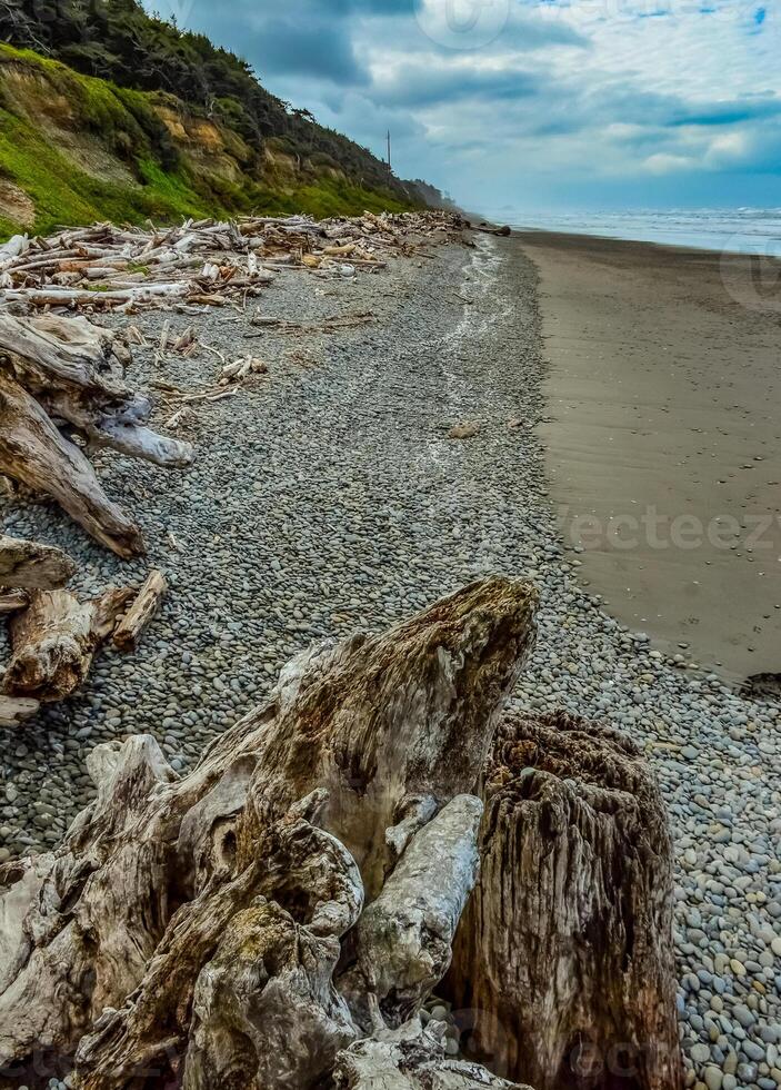 Trunks of fallen trees at low tide on the Pacific Ocean in Olympic, National Park, Washington photo