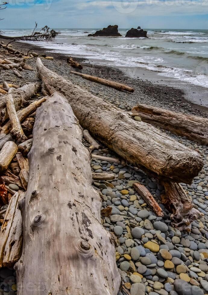 Trunks of fallen trees at low tide on the Pacific Ocean in Olympic, National Park, Washington photo