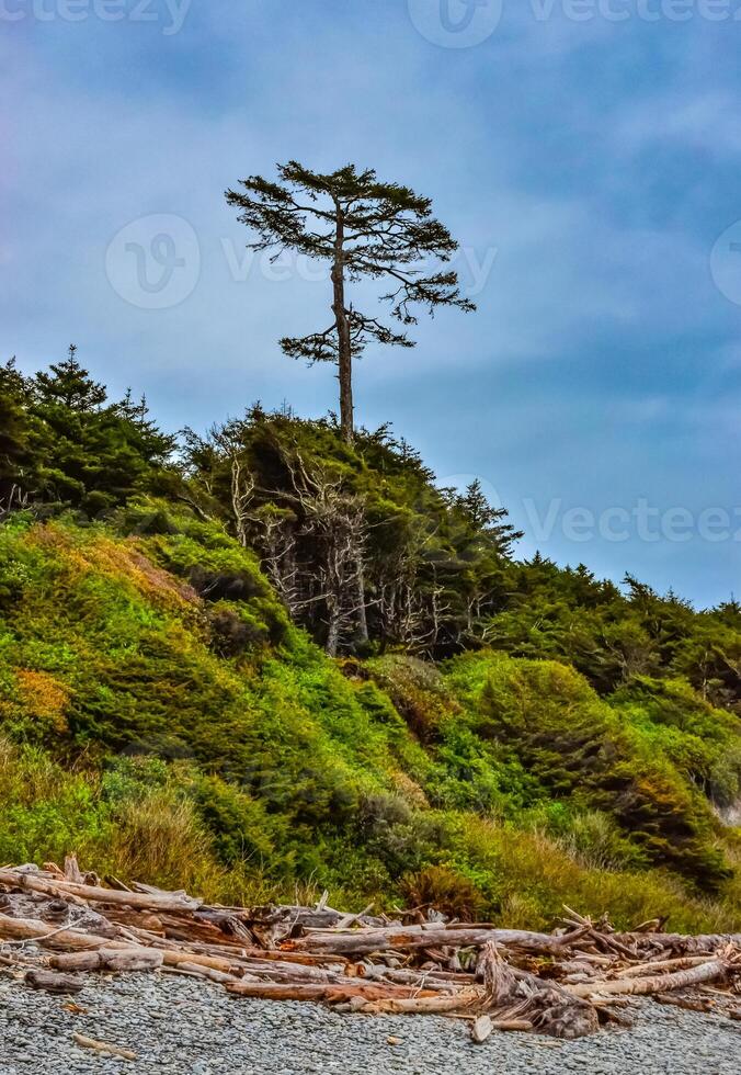 Tall conifers over the Pacific coast in Olympic National Park, Washington photo