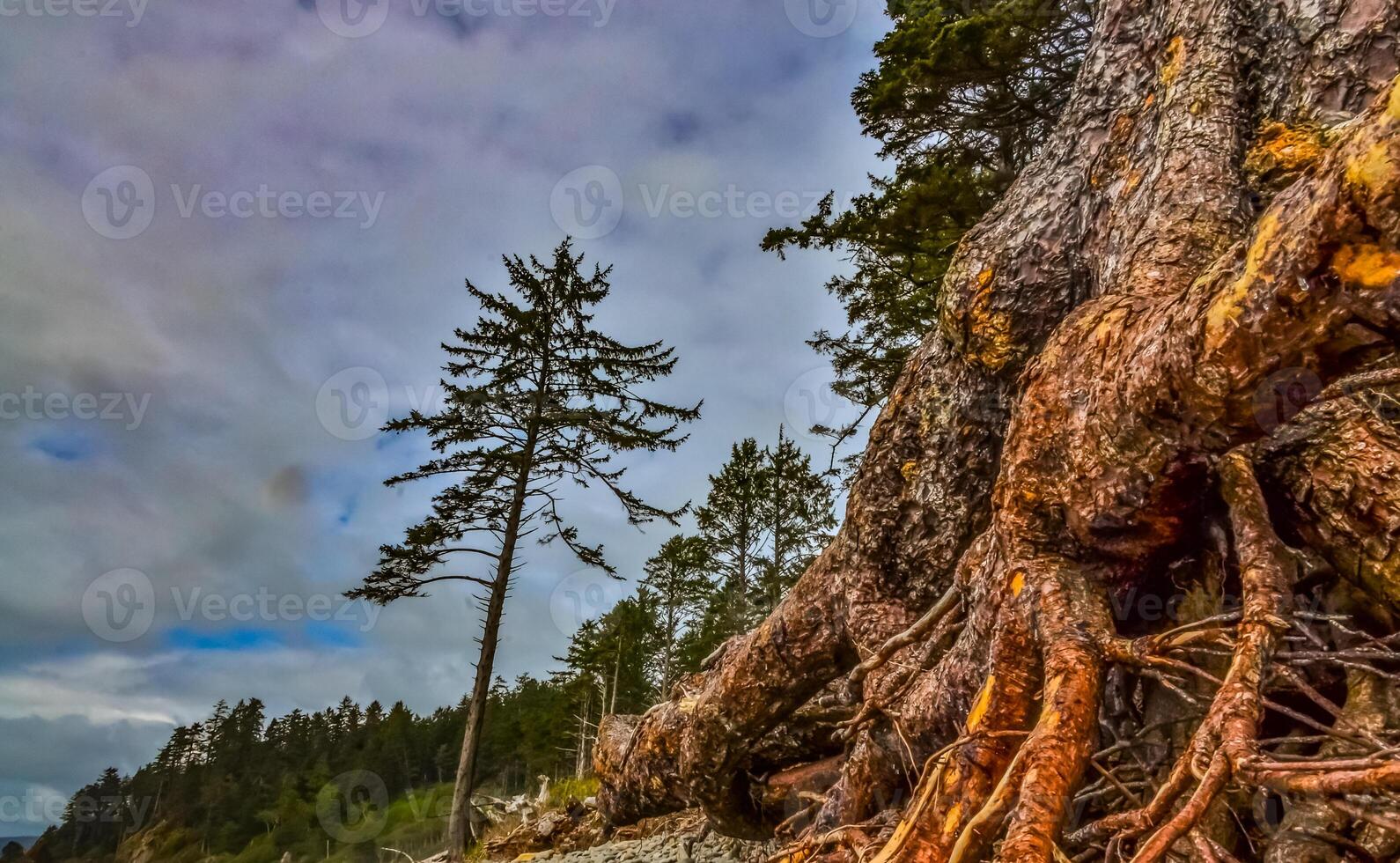 Tall conifers over the Pacific coast in Olympic National Park, Washington photo