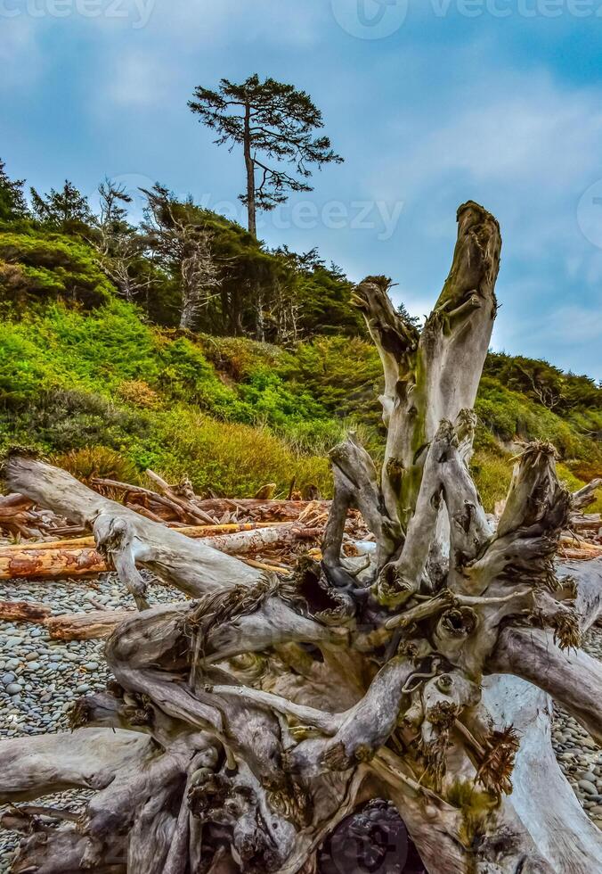 Trunks of fallen trees at low tide on the Pacific Ocean in Olympic, National Park, Washington photo