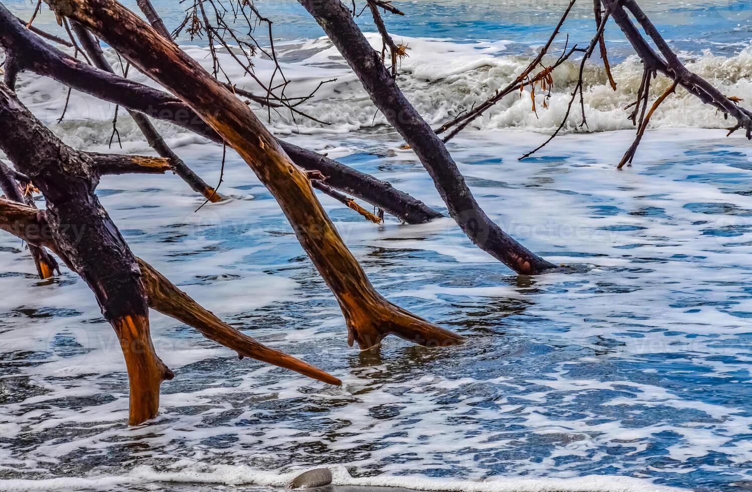 Trunks of fallen trees at low tide on the Pacific Ocean in Olympic, National Park, Washington photo