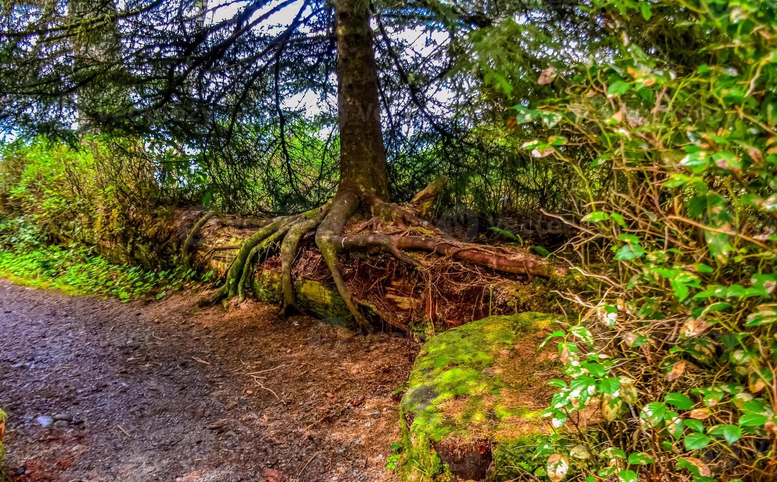 The tree grew on top of a fallen trunk of an old tree in Olympic National Park, Washington photo