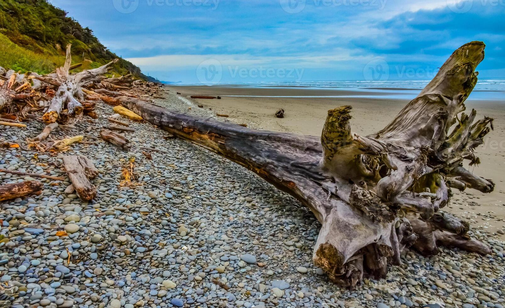 Trunks of fallen trees at low tide on the Pacific Ocean in Olympic, National Park, Washington photo