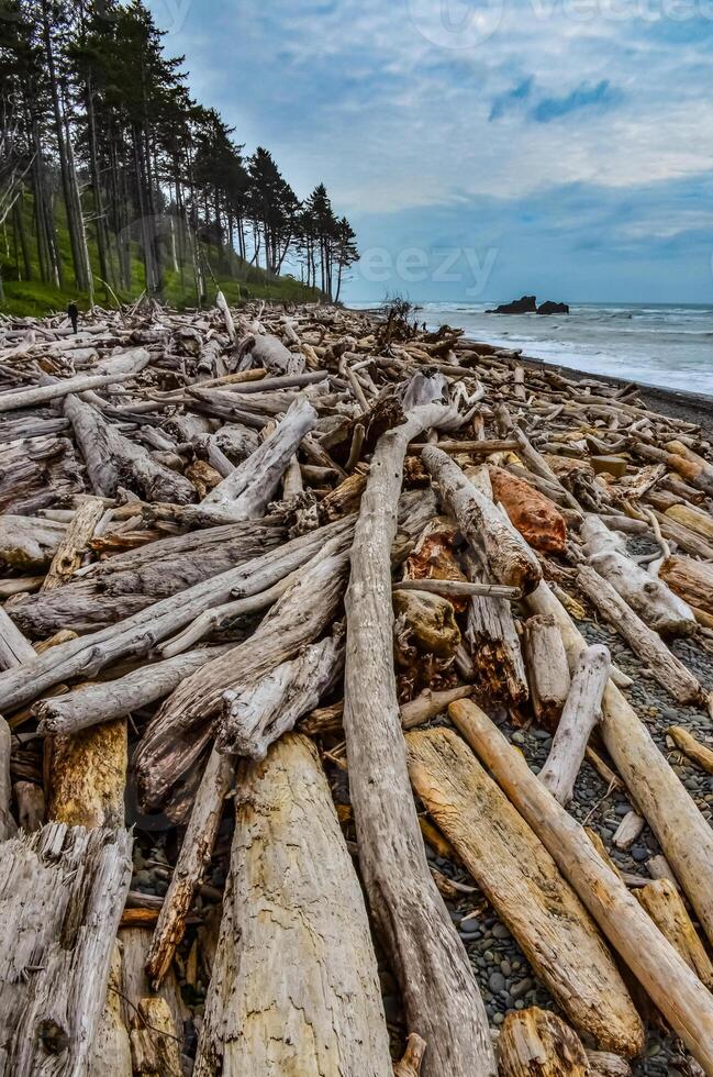 Trunks of fallen trees at low tide on the Pacific Ocean in Olympic, National Park, Washington photo