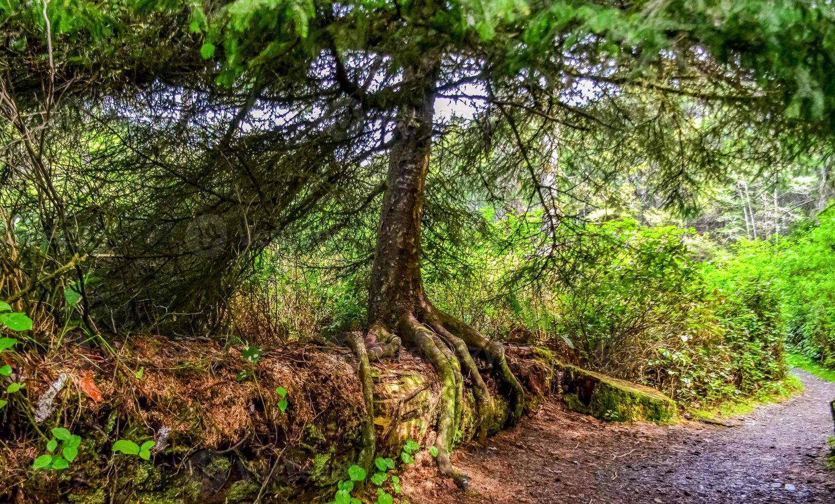 The tree grew on top of a fallen trunk of an old tree in Olympic National Park, Washington photo