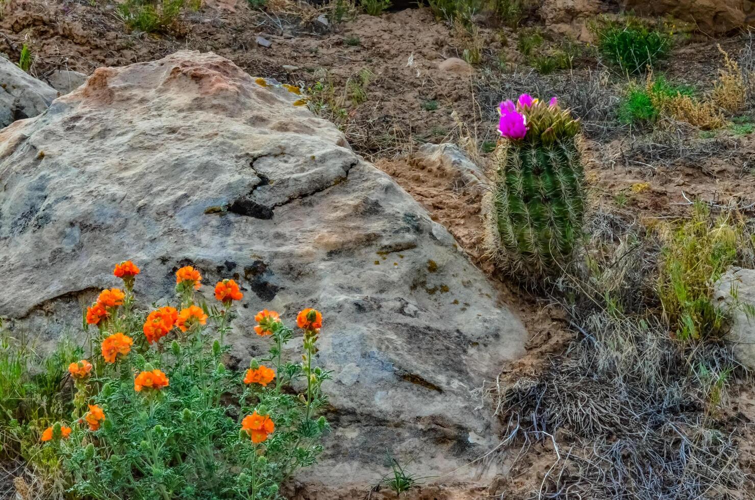 Pink flowers cacti of Sclerocactus parviflorus, east Utah photo