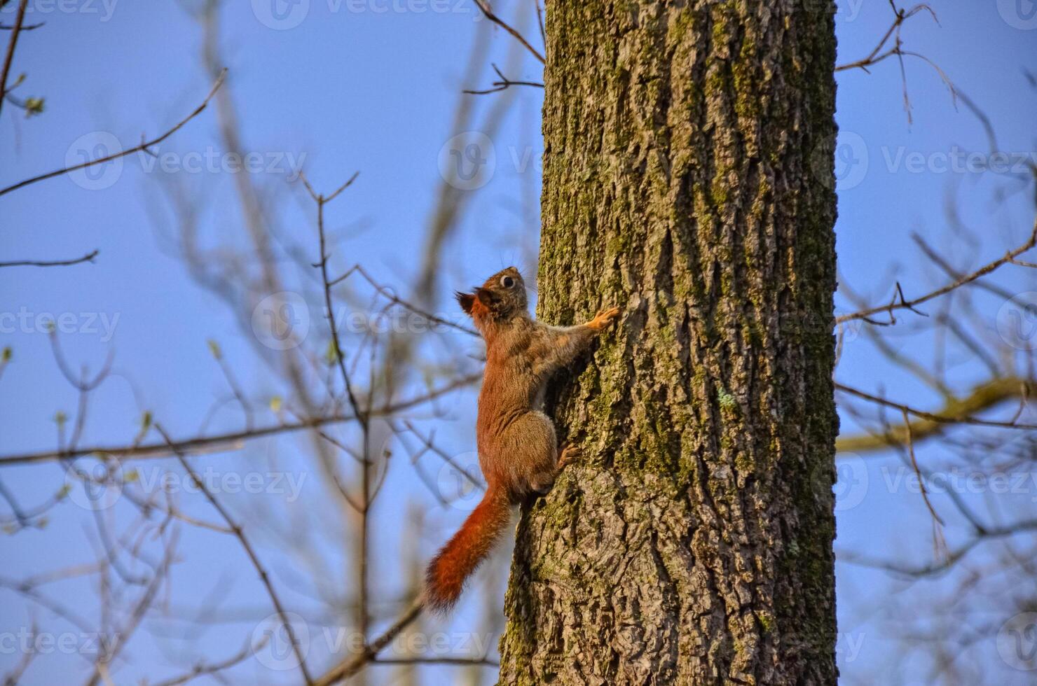Red american squirrel on a tree, USA Ohio photo