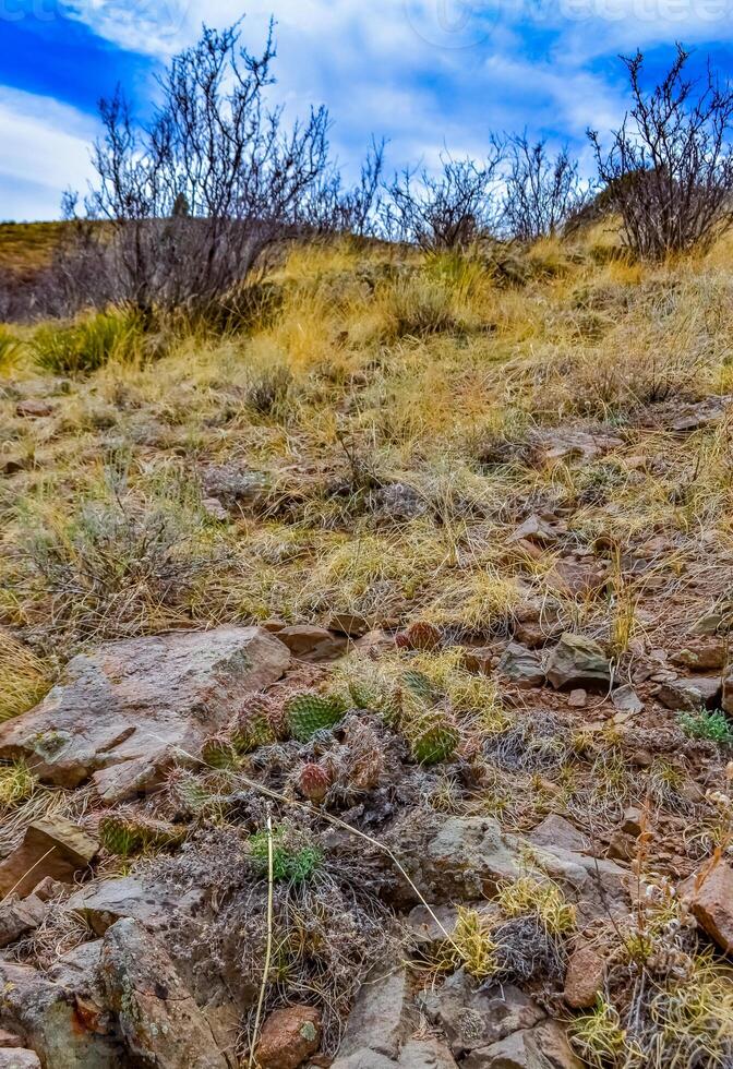 Desert succulents, cacti, prickly pear Cylindropuntia and Opuntia sp. and yucca on a hillside in Colorado, US photo