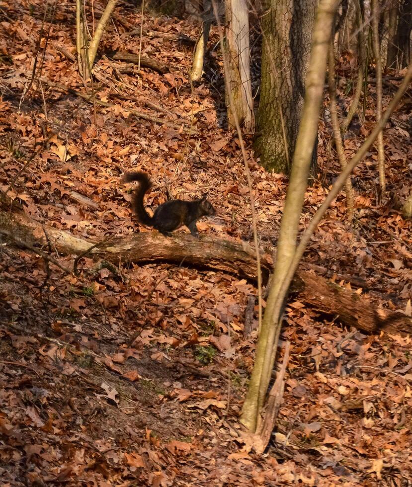 Black squirrel on a dry tree on a large sand dune in a state park. Indiana Dunes National Lakeshore, USA photo
