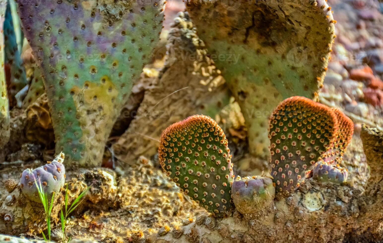 Flowering cactus plants Beavertail Prickly Pear Opuntia basilaris, Utha US photo
