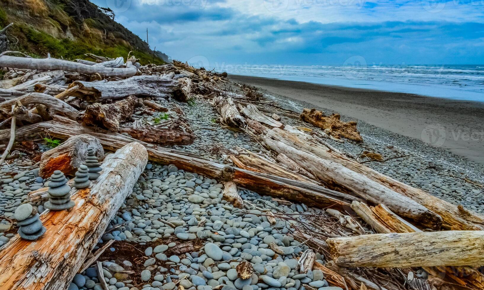 Trunks of fallen trees at low tide on the Pacific Ocean in Olympic, National Park, Washington photo