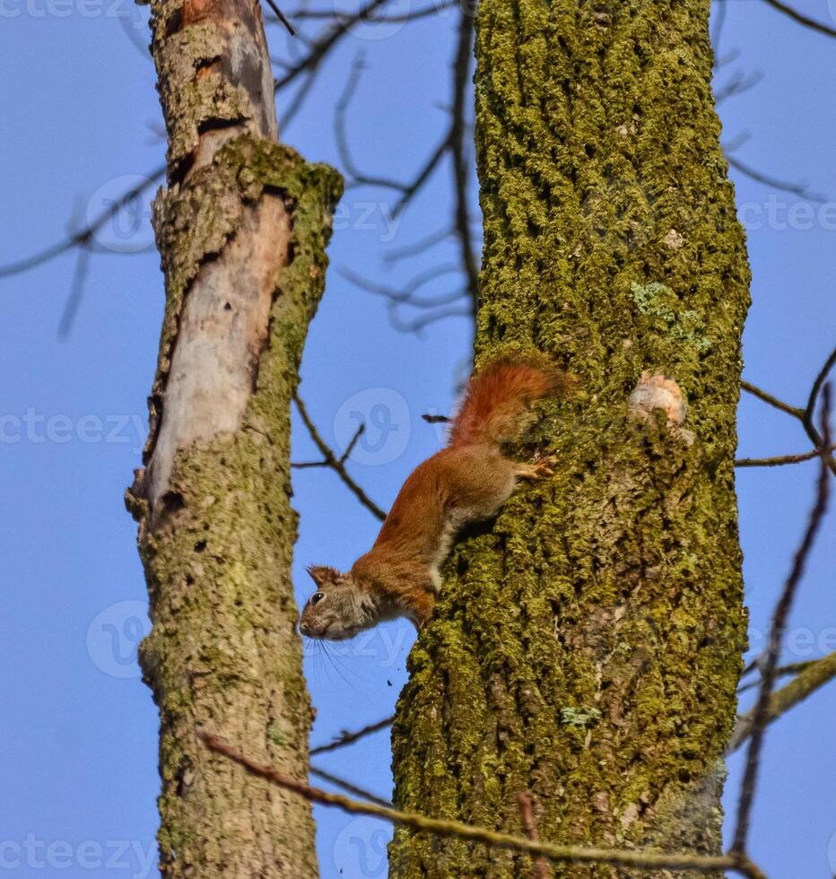Red american squirrel on a tree, USA Ohio photo
