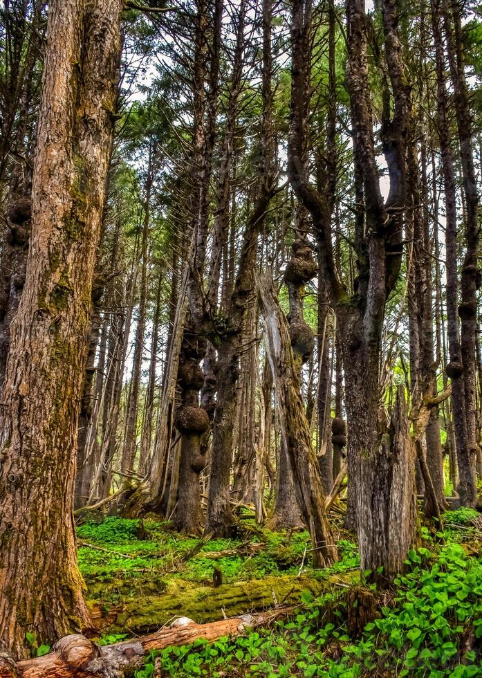 Old trees with outgrowths on trunks in the forest on the shores of the Pacific Ocean in Olympic National Park, Washington photo
