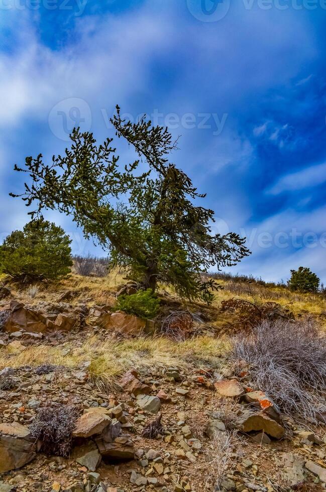 Desert succulents, cacti, prickly pear Cylindropuntia and Opuntia sp. and yucca on a hillside in Colorado, US photo