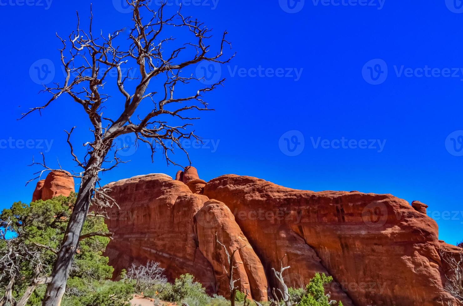 Dry tree against the background of an Eroded landscape, Arches National Park, Moab, Utah, US photo