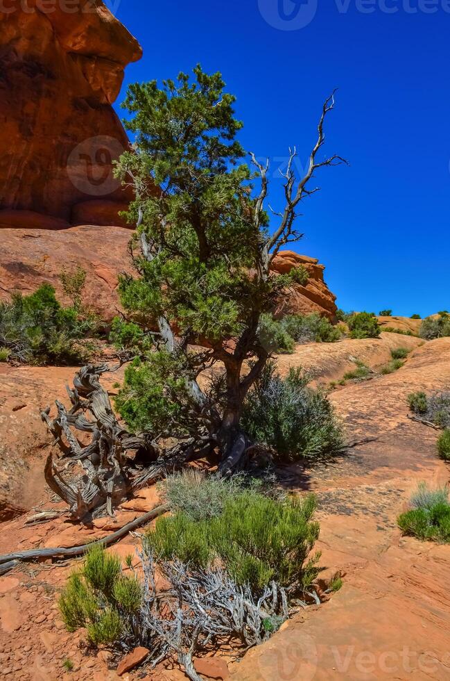 Dry tree against the background of an Eroded landscape, Arches National Park, Moab, Utah, US photo