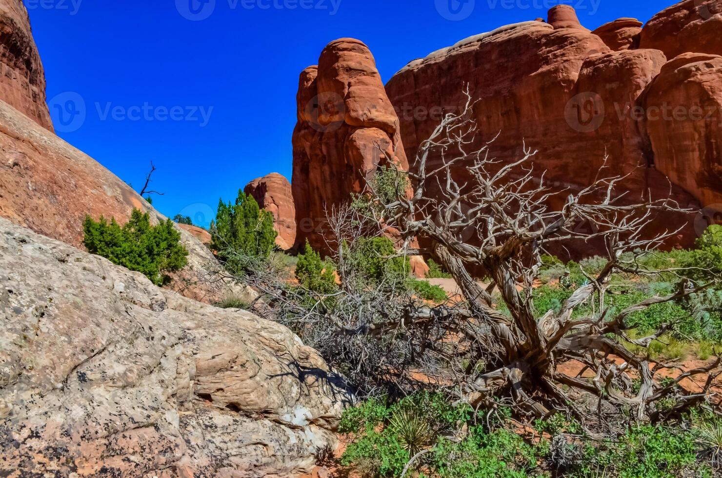 Dry tree against the background of an Eroded landscape, Arches National Park, Moab, Utah, US photo