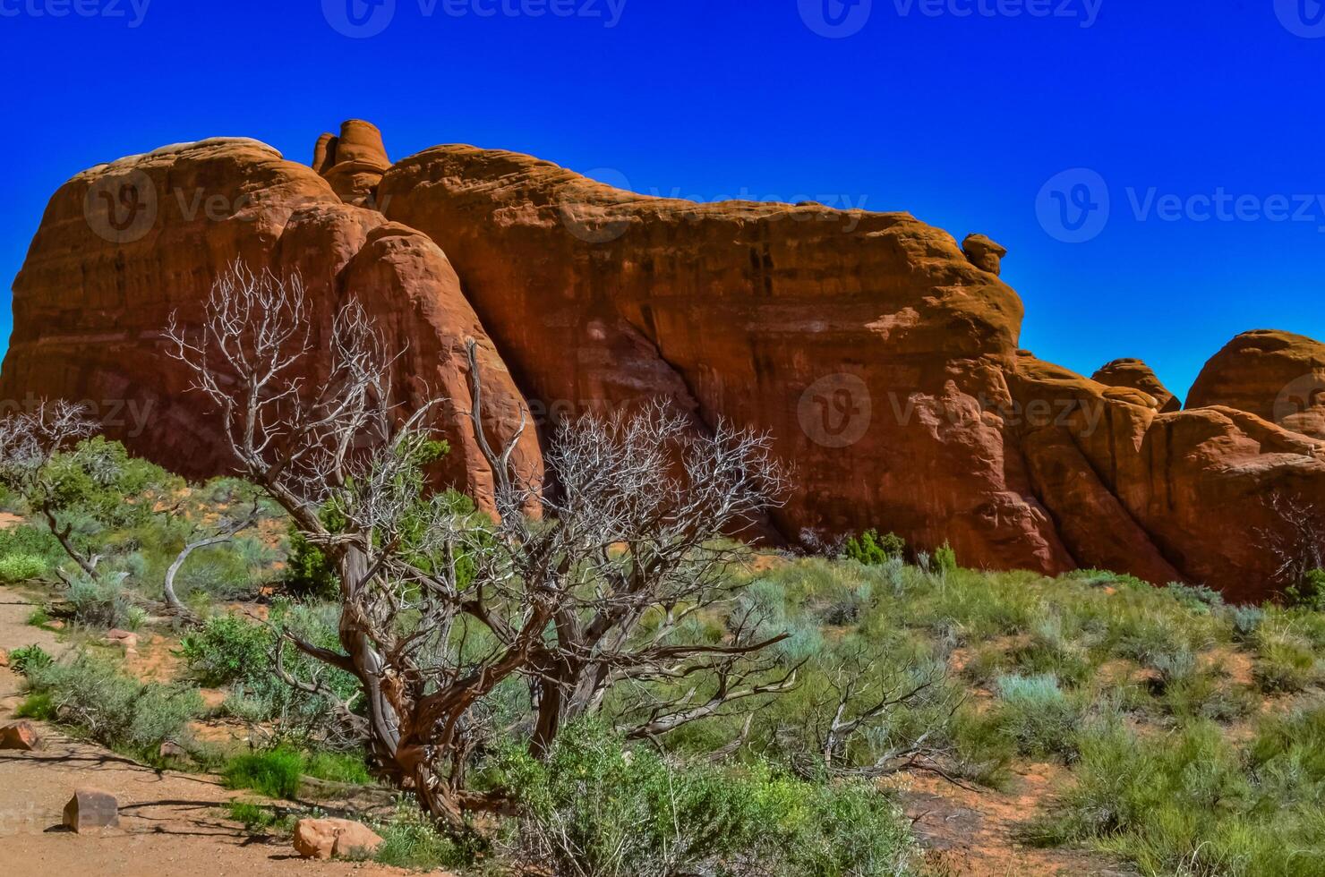 Dry tree against the background of an Eroded landscape, Arches National Park, Moab, Utah, US photo