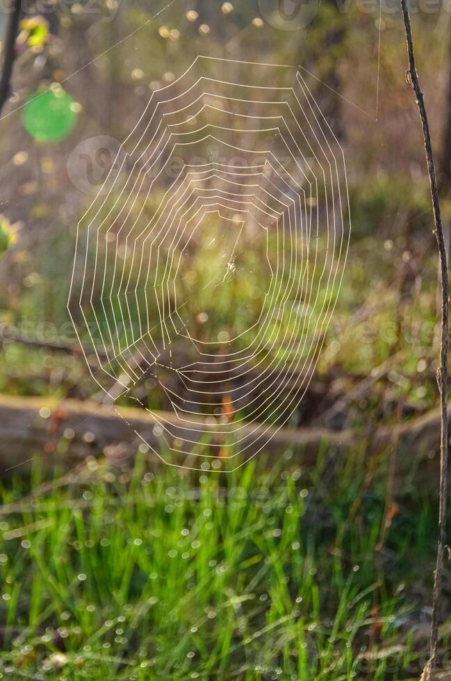 A round network of cobwebs in a forest against a backdrop of forest and green grass in State Park, Ohio. photo