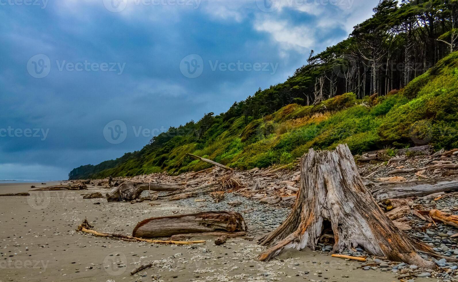 Trunks of fallen trees at low tide on the Pacific Ocean in Olympic, National Park, Washington photo