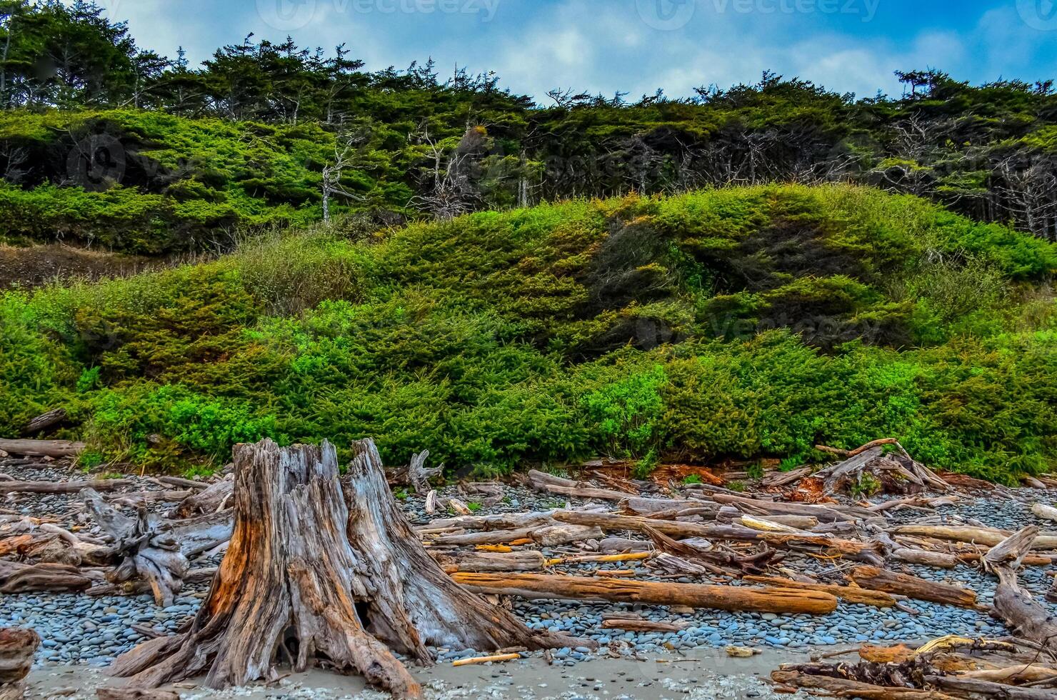 Trunks of fallen trees at low tide on the Pacific Ocean in Olympic, National Park, Washington photo