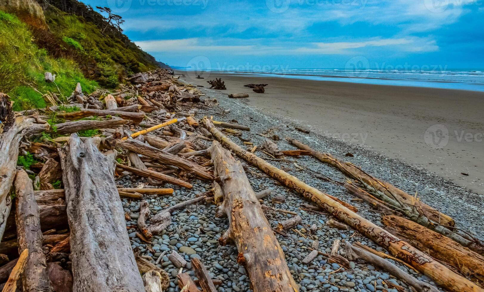 Trunks of fallen trees at low tide on the Pacific Ocean in Olympic, National Park, Washington photo