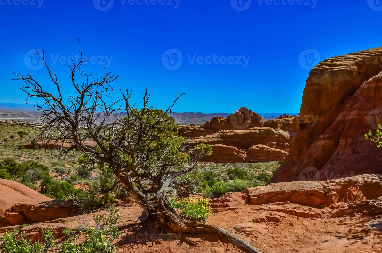 Dry tree against the background of an Eroded landscape, Arches National Park, Moab, Utah, US photo