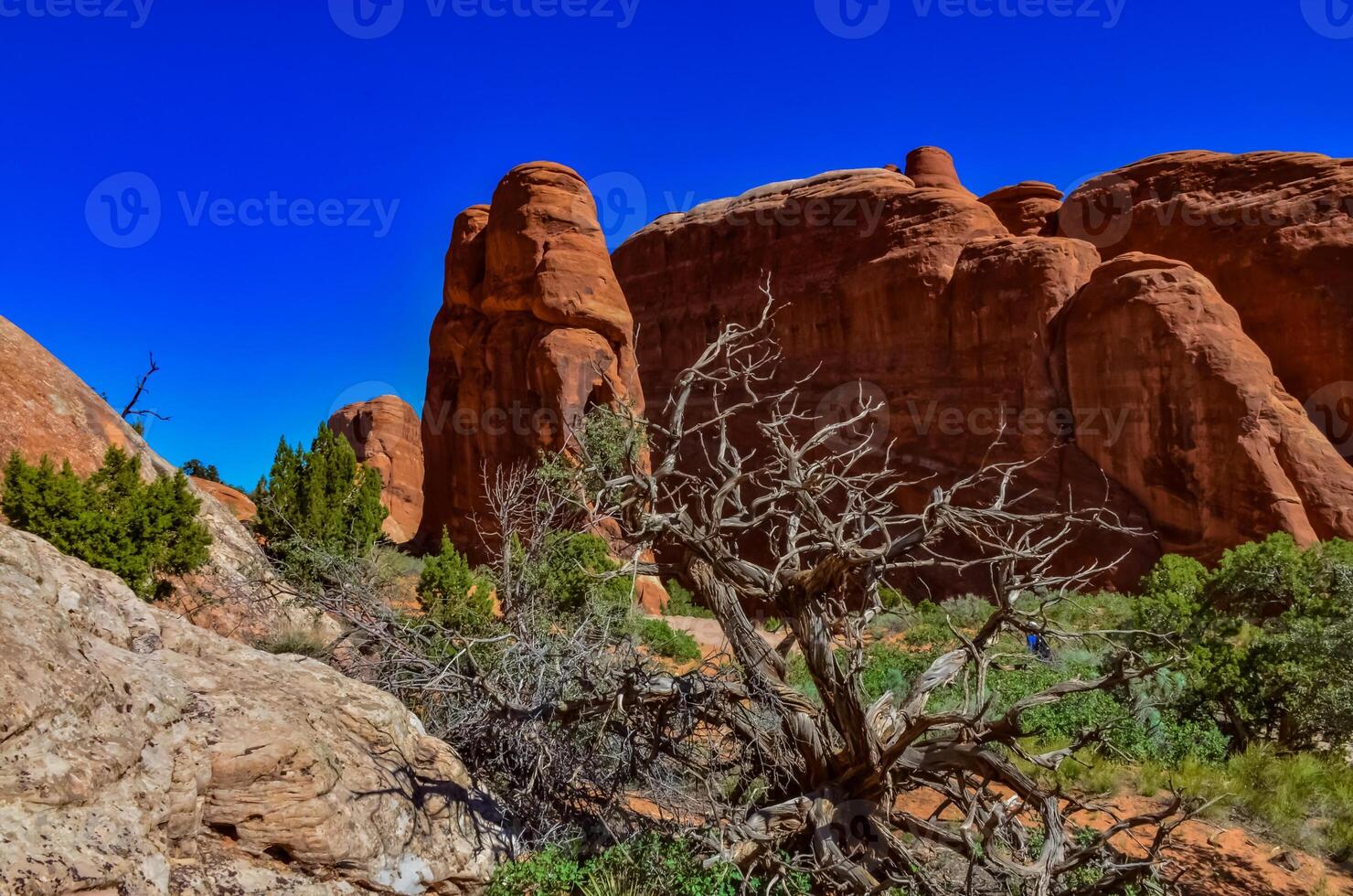 Dry tree against the background of an Eroded landscape, Arches National Park, Moab, Utah, US photo
