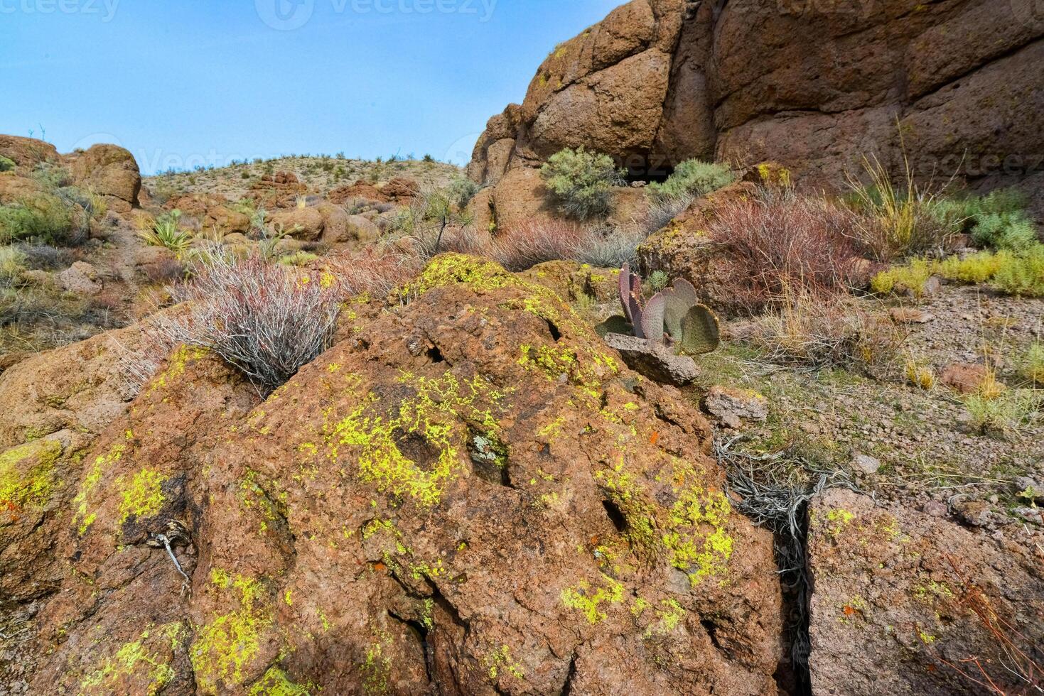 Yellow lichens on stones in a mountain desert in Arizona, near Phoenix photo