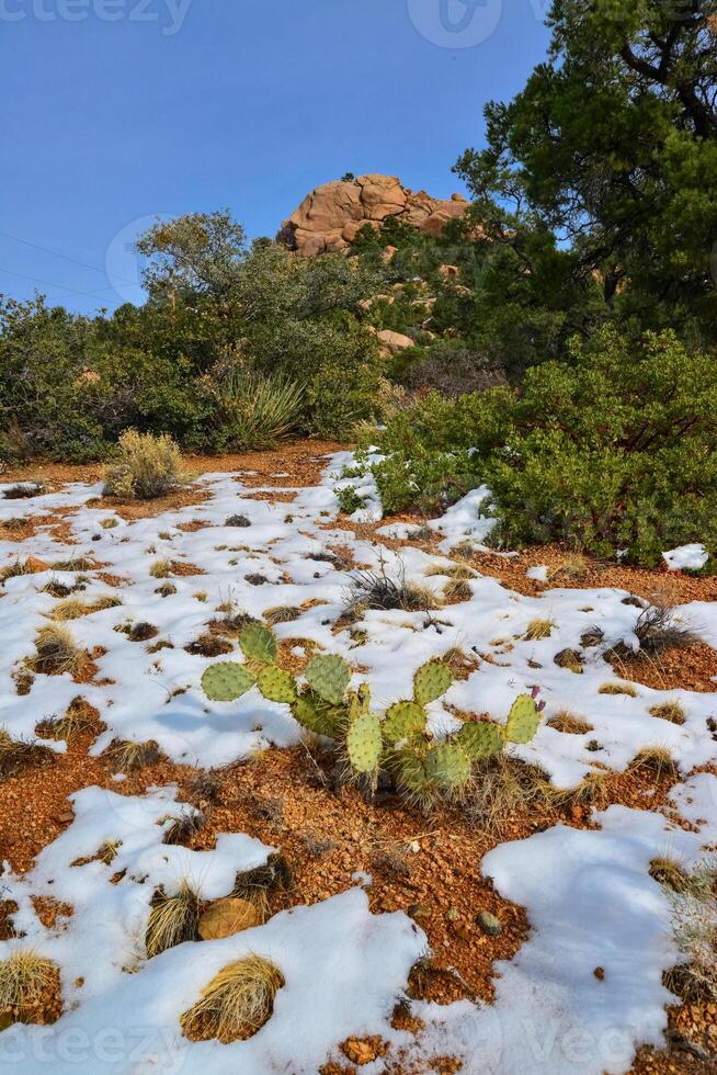 Cacti Opuntia sp. in the snow, cold winter in nature, desert plants survive frost in the snow photo