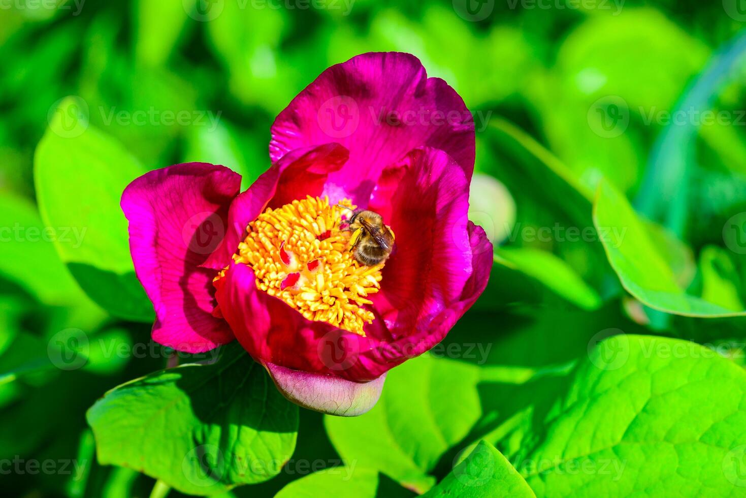 Bees on red peony flowers, honey plant in the garden photo