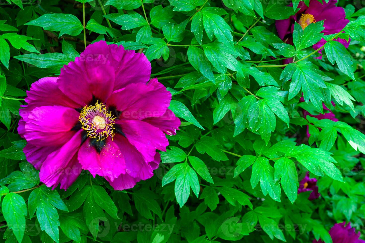 Red flower of garden tree peony, honey plant in the garden photo