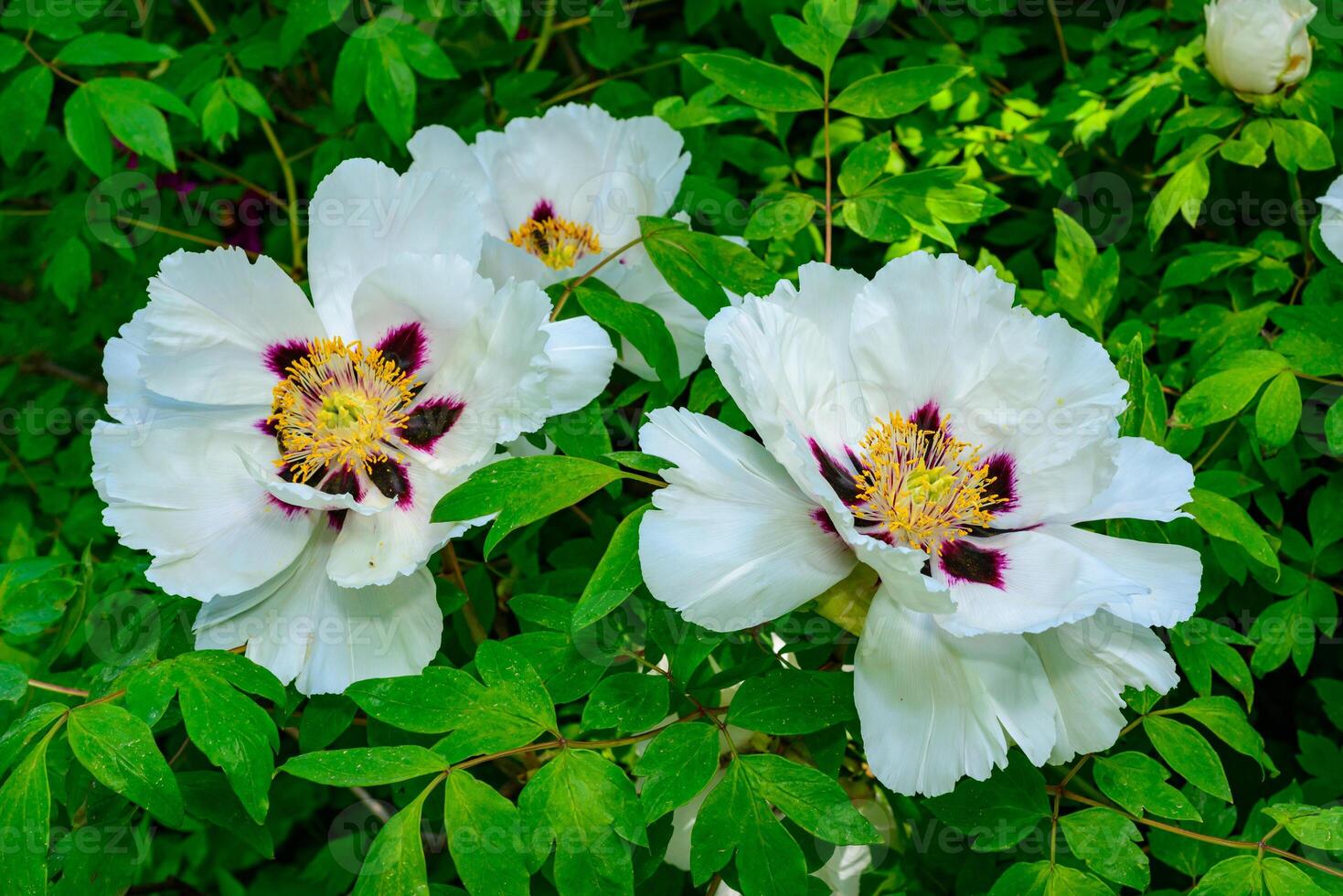 White flower of a tree -like peony hassle in the spring photo