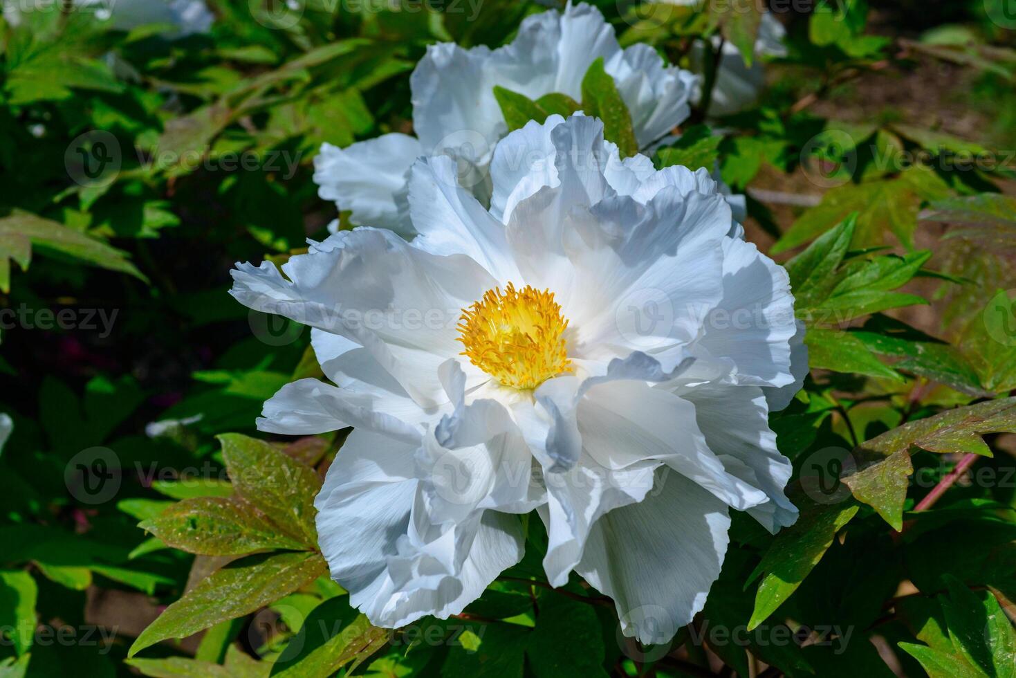 White flower of a tree -like peony hassle in the spring photo