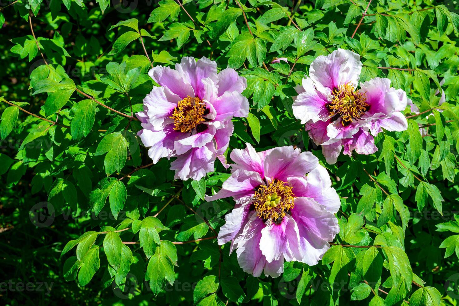 Pink flower of a tree -like peony hassle in the spring photo