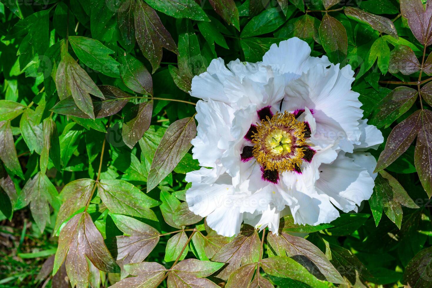 White flower of a tree -like peony hassle in the spring photo