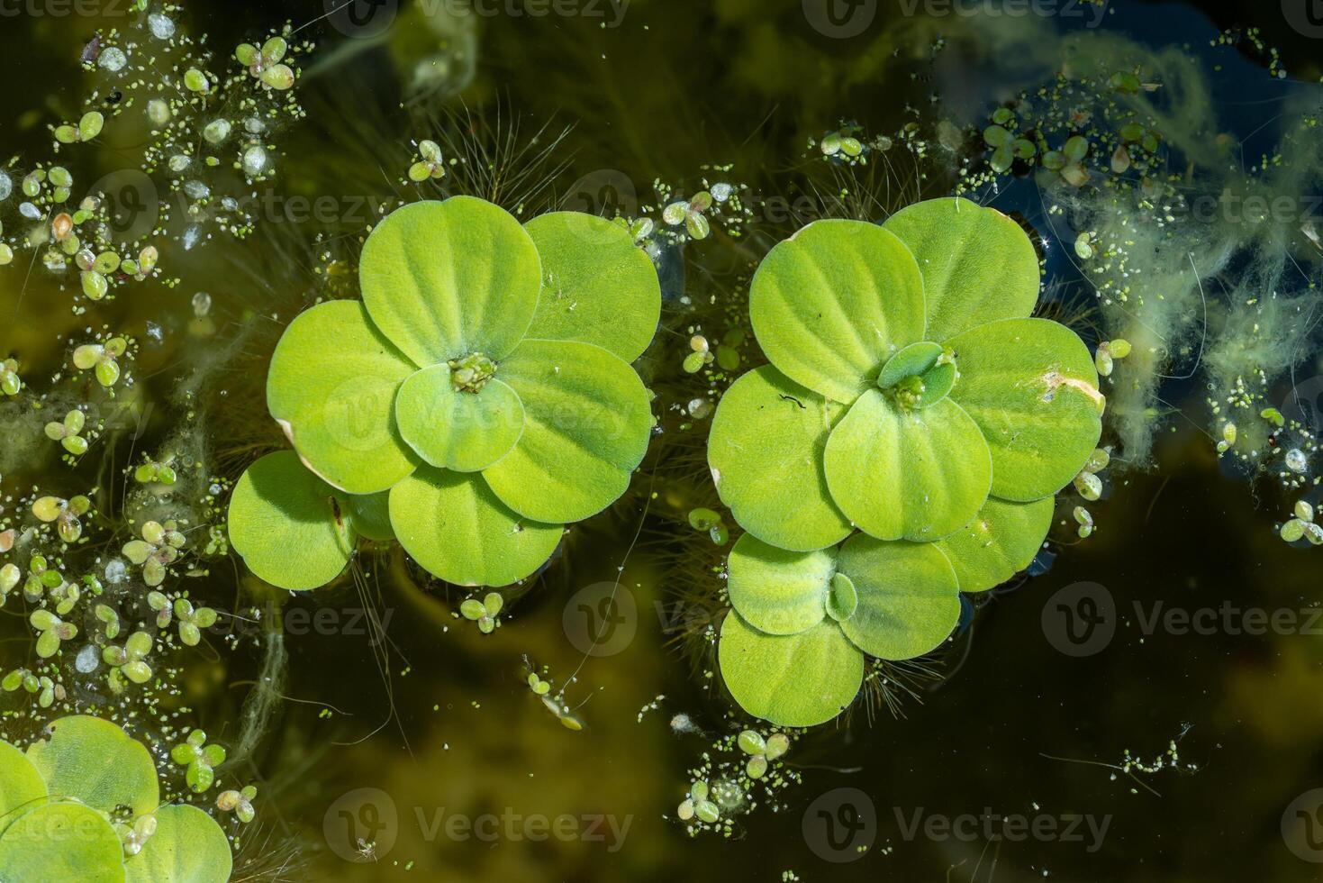 Pistia stratiotes - swims among aquatic plants rootless duckweed Wolffia arrhiza and duckweed Lemna turionifera photo
