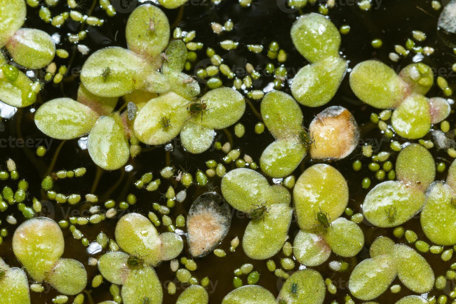 Small green aphids on Spotless watermeal Wolffia arrhiza, duckweed Lemna turionifera photo
