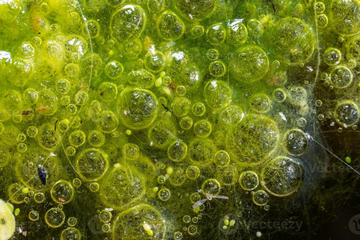 Freshwater algae Spirogyra release oxygen into the air, oxygen synthesis in water bodies photo