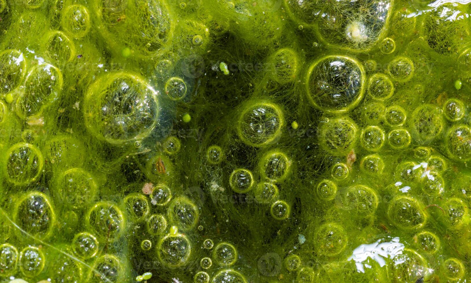 Freshwater algae Spirogyra release oxygen into the air, oxygen synthesis in water bodies photo