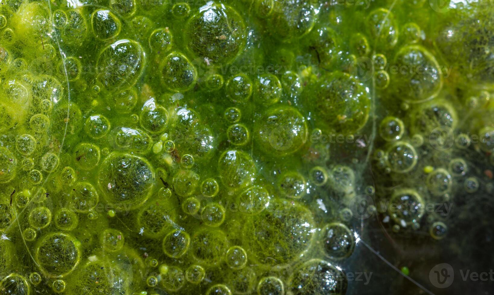 Freshwater algae Spirogyra release oxygen into the air, oxygen synthesis in water bodies photo