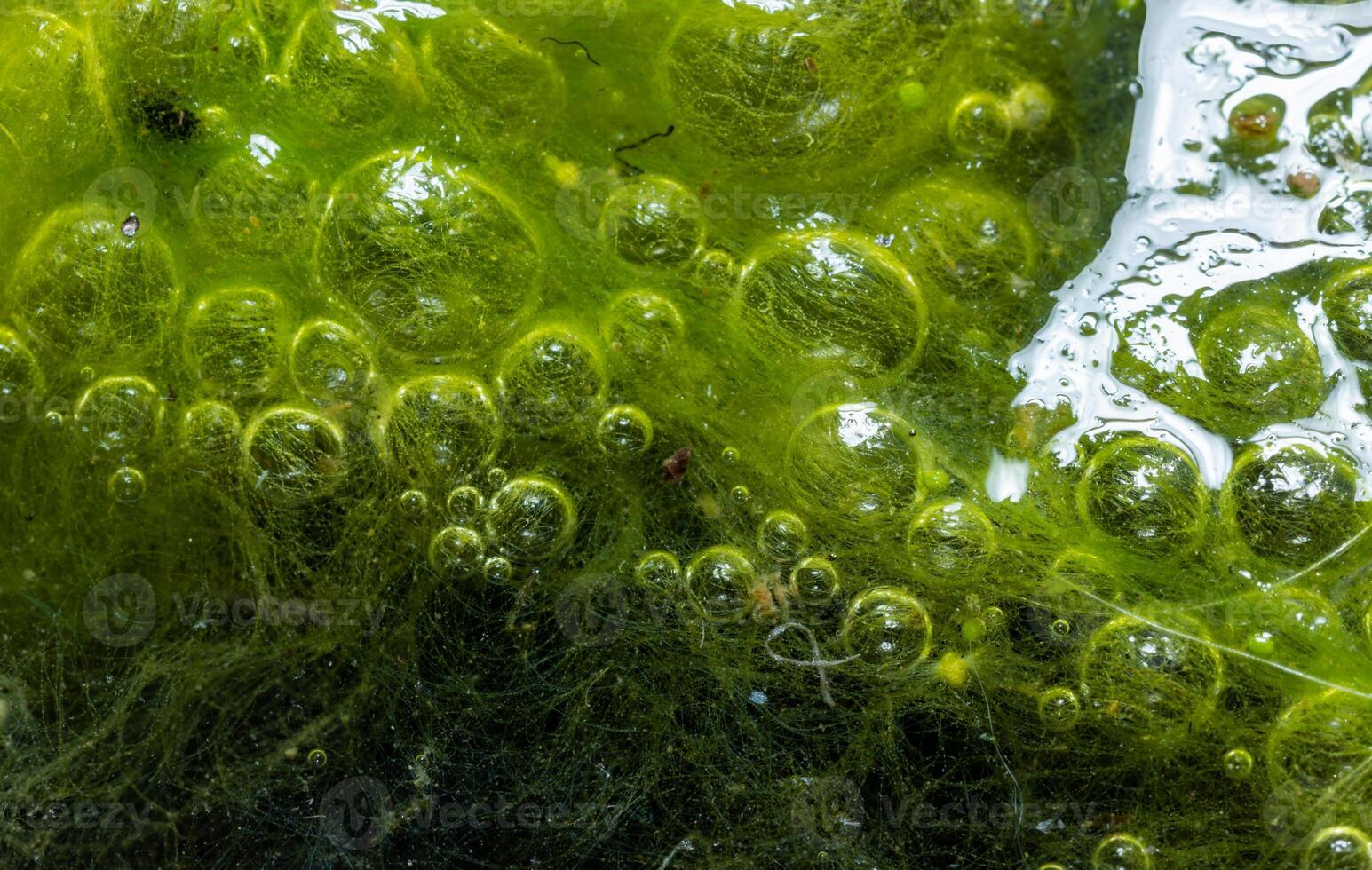 Freshwater algae Spirogyra release oxygen into the air, oxygen synthesis in water bodies photo