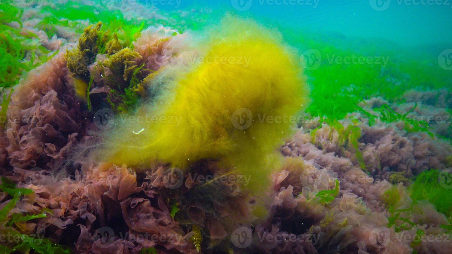 Underwater landscape, Black Sea. Green, red and brown algae on the seabed photo