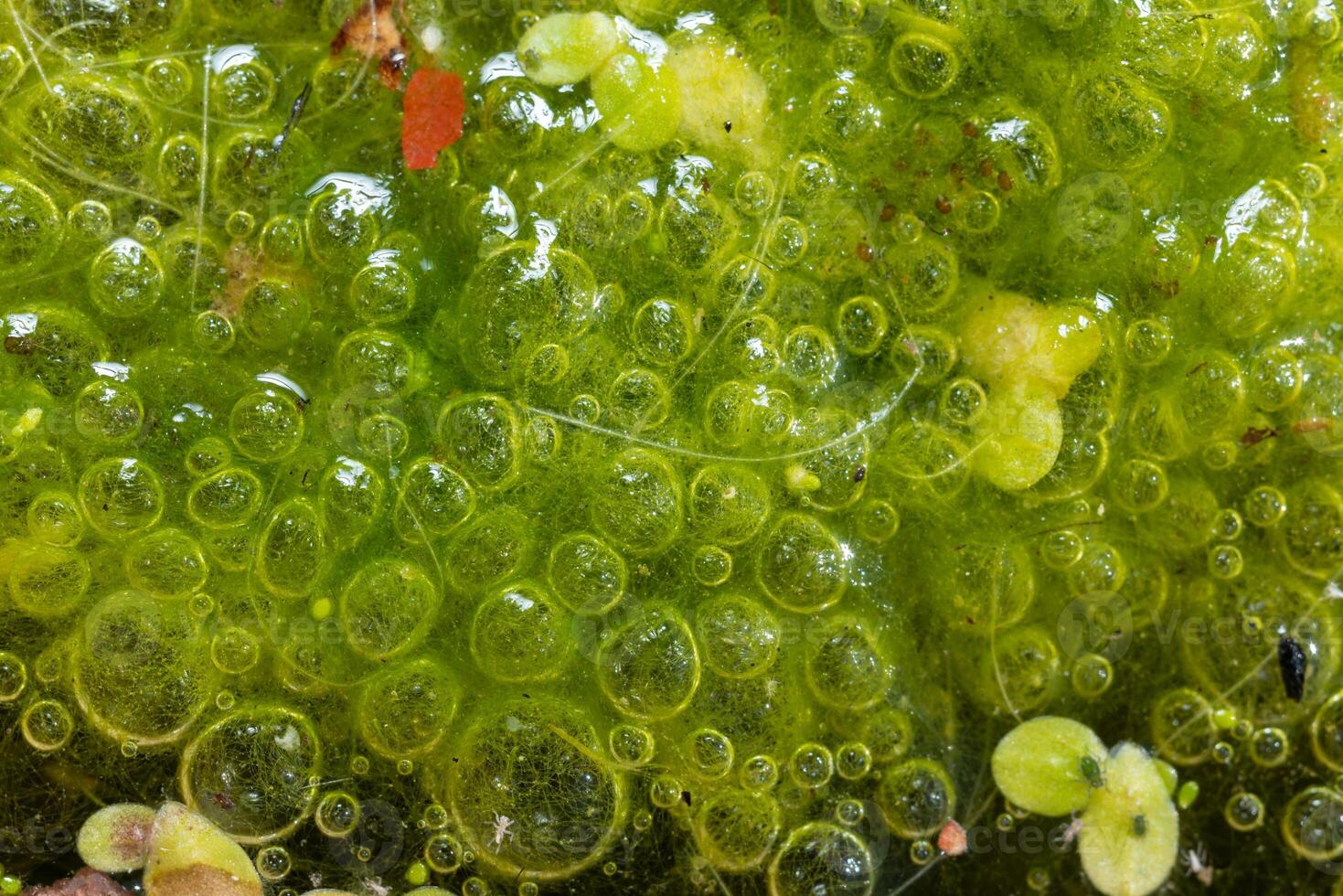 Freshwater algae Spirogyra release oxygen into the air, oxygen synthesis in water bodies photo