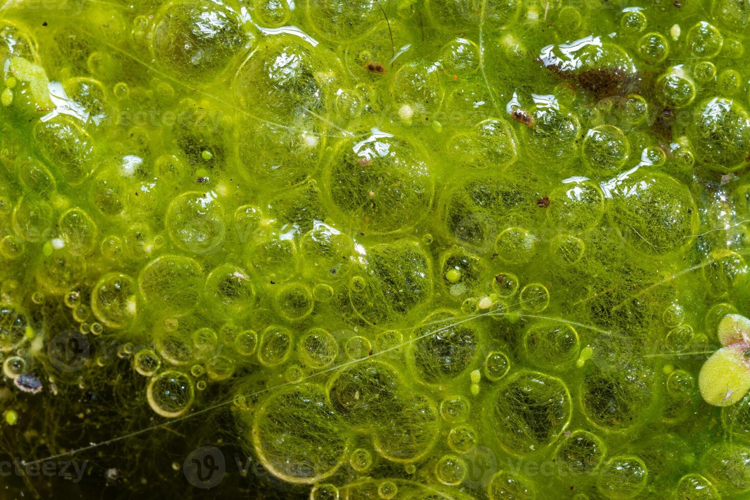 Freshwater algae Spirogyra release oxygen into the air, oxygen synthesis in water bodies photo