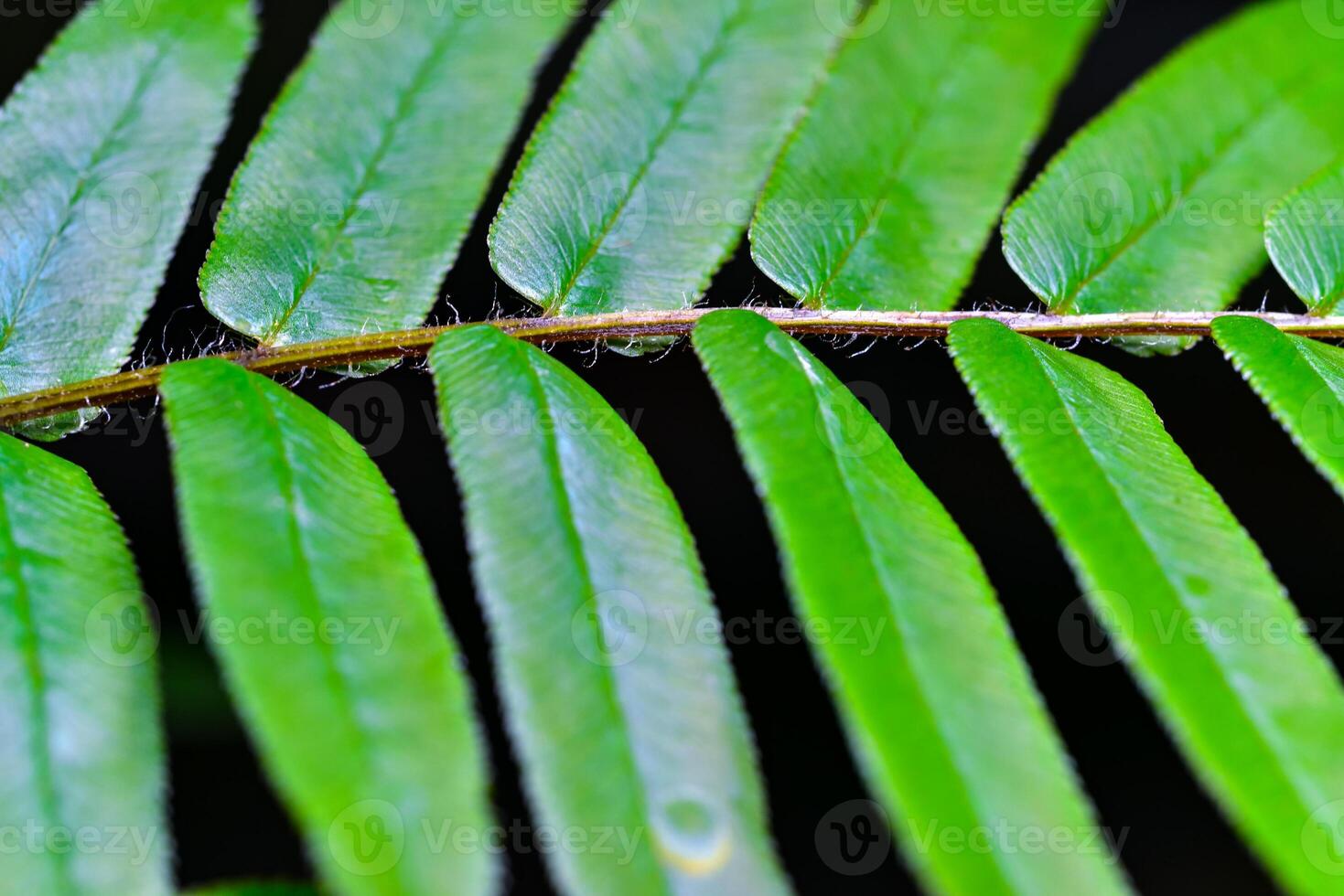 Close-up, fern leaf in the botanical garden collection, Odessa photo