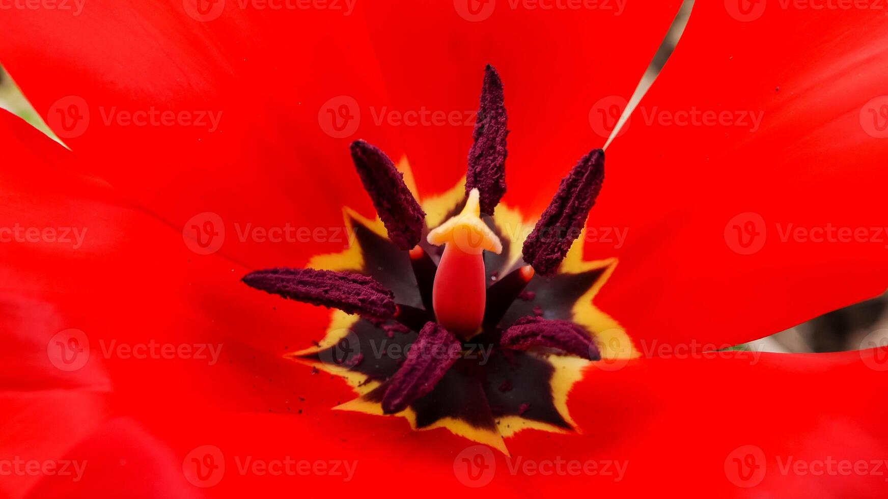 Close-up, Red tulips blooming in spring in the garden, botanical garden photo
